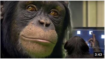 youtube:chimpvshuman-Screenshot_20210622_092849